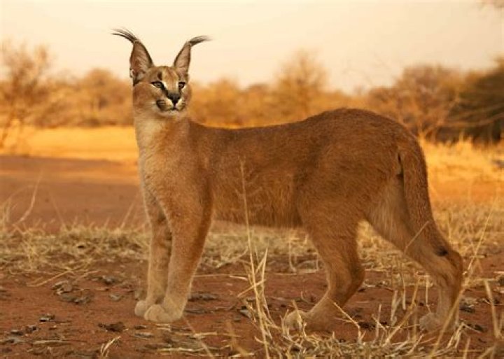 How much is a caracal cat cost?