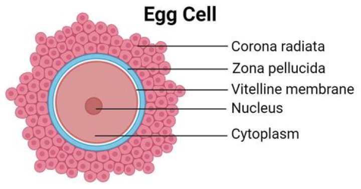 How much is a female egg worth?