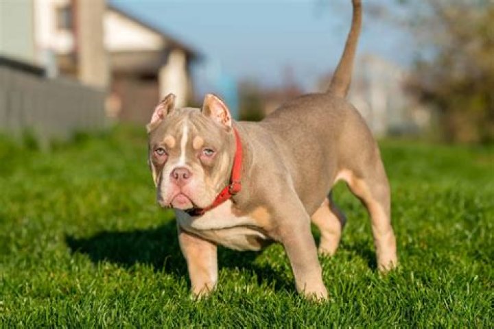 How much is a pocket bully worth?