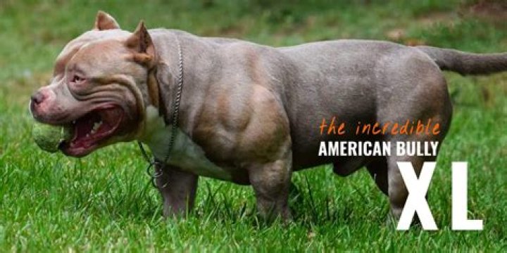 How much is a XXL bully?