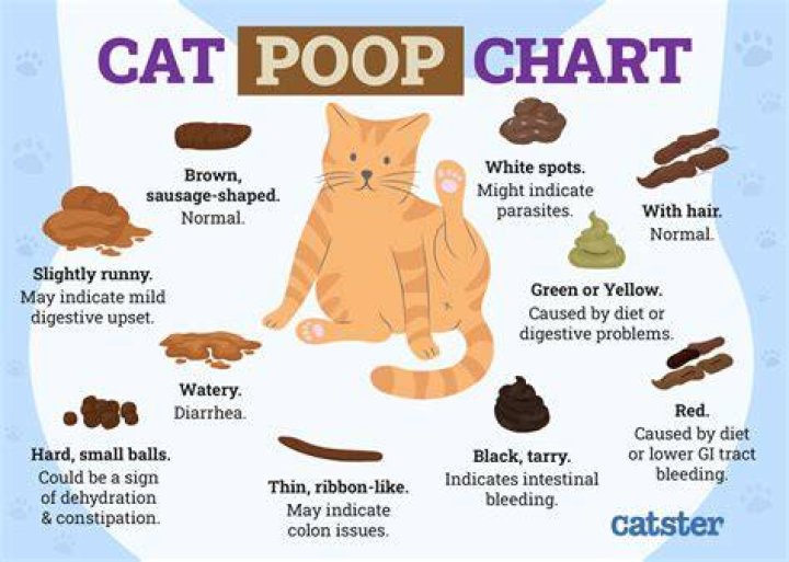 How much pumpkin do you give a constipated cat?