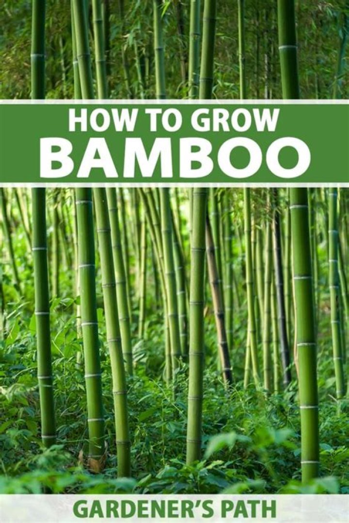 How much space do you need to plant bamboo?