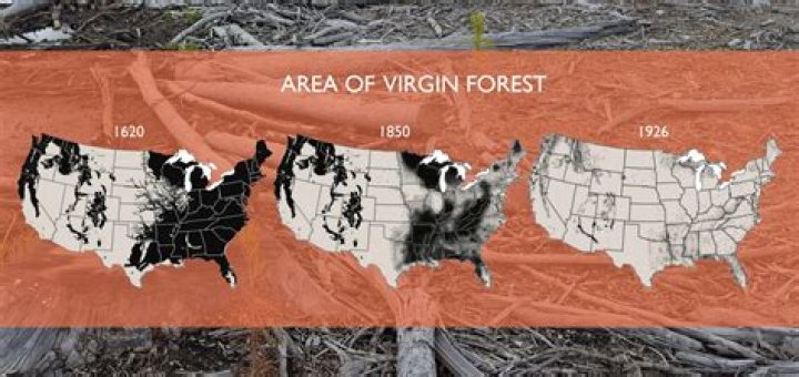 How much virgin forest is left?