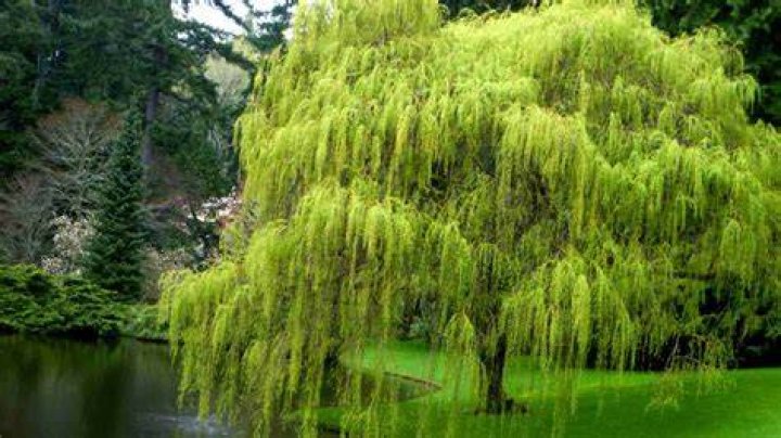 How much water does a willow tree drink in a day?