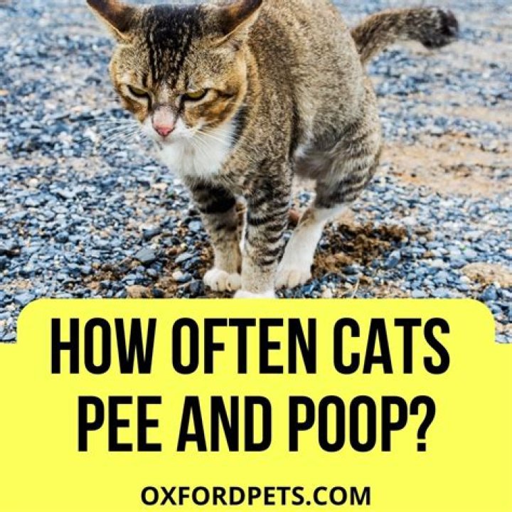 How often do cats pee?
