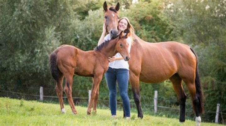 How often do mares come season?