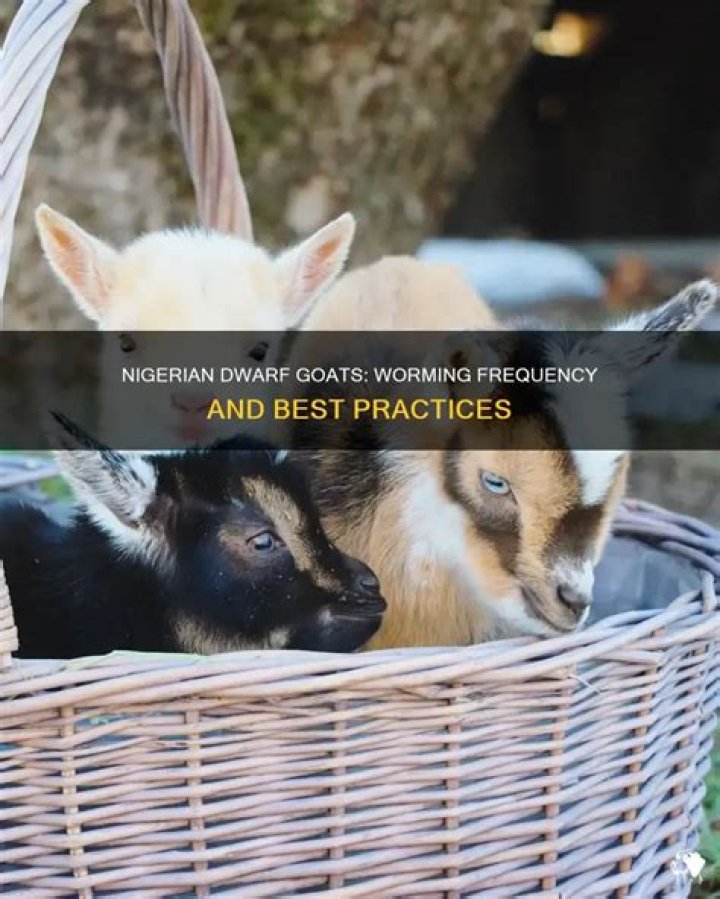 How often do you worm Nigerian dwarf goats?