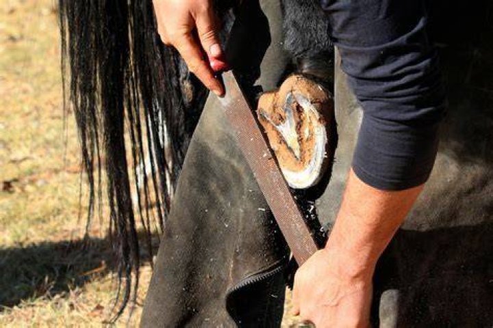 How often should horses have their hooves trimmed?