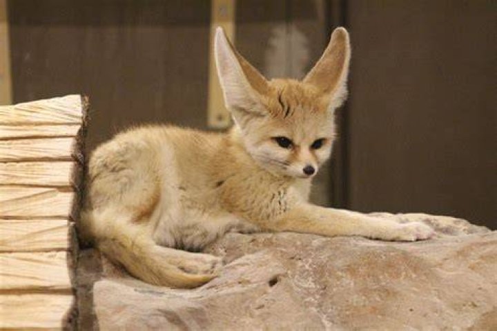 How old is Fennec Chan?