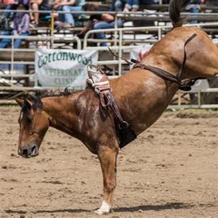 How painful is a horse kick?