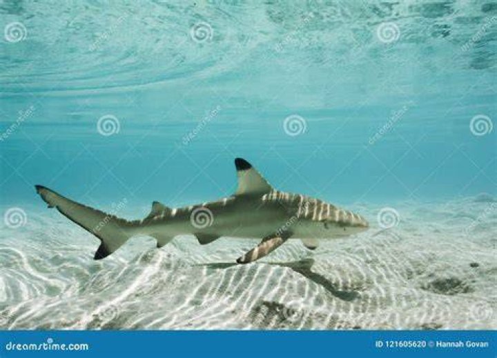 How shallow can sharks swim?