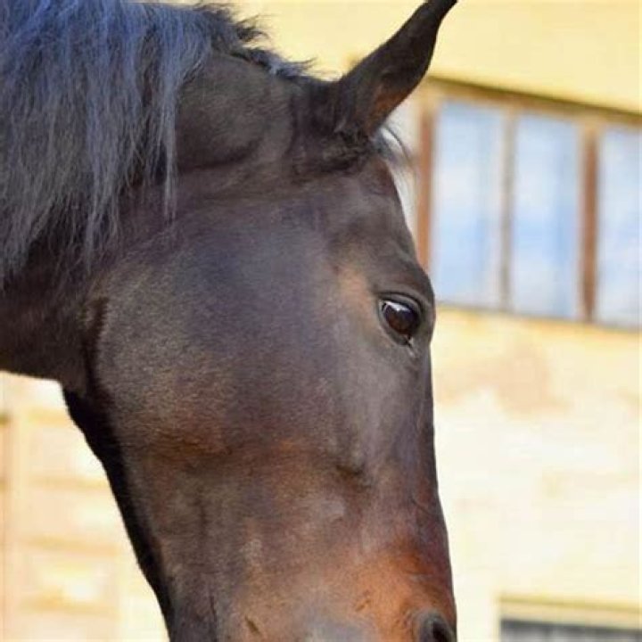 How strong is a horses bite?