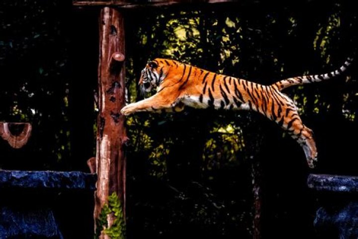 How tall can tigers jump?
