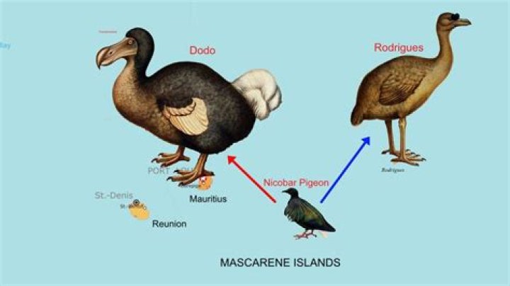 How was pidgin created?