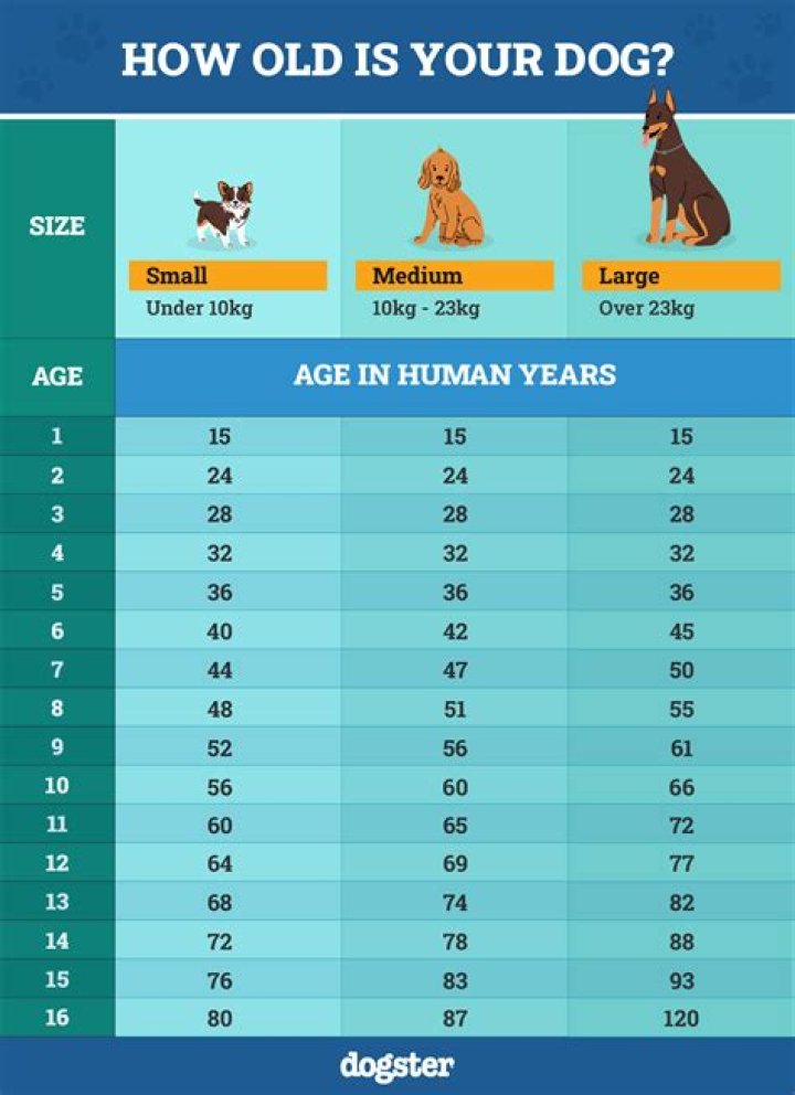 Is 12 years old for a dog?
