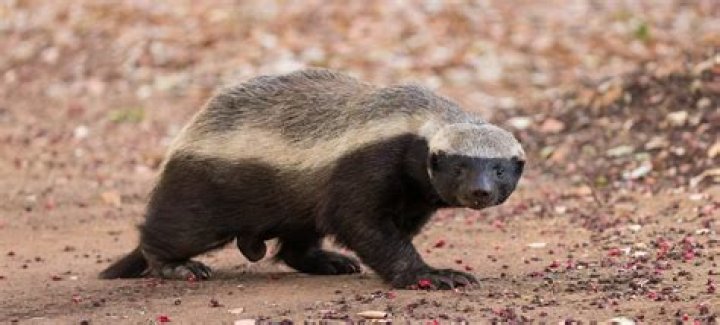 Is a American badger a predator or prey?