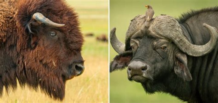 Is a bison a buffalo?