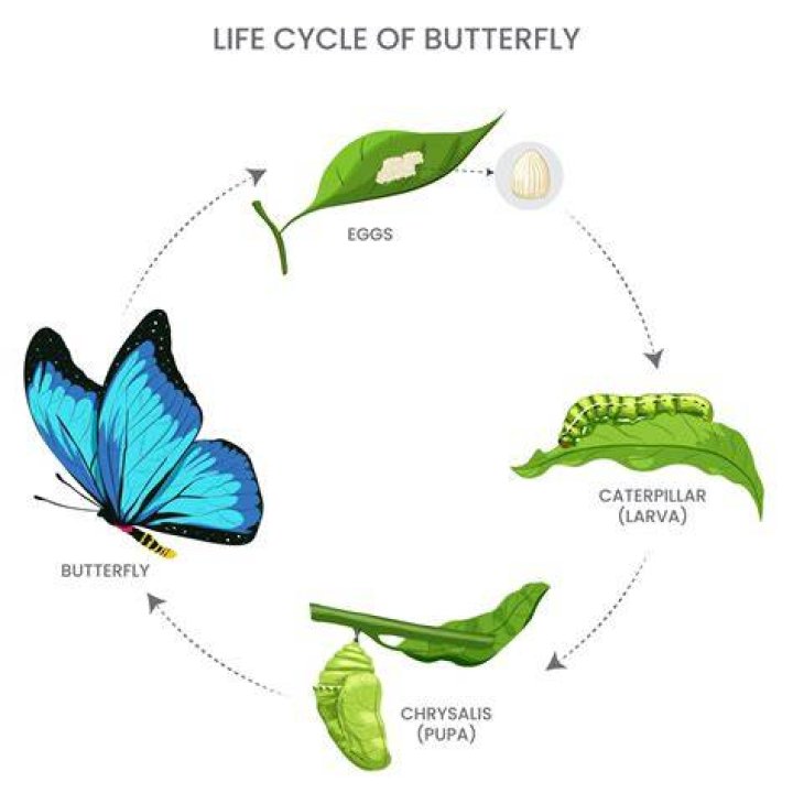 Is a butterfly's brain the same as the one it had when it was a caterpillar?