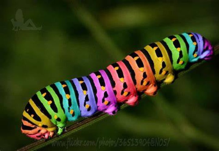 Is a Rainbow caterpillar real?