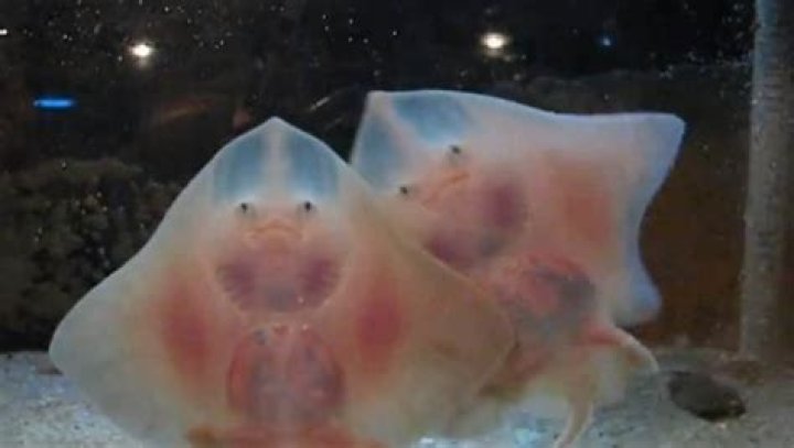 Is a skate a baby stingray?