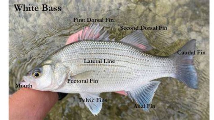 Is a wiper a white bass?