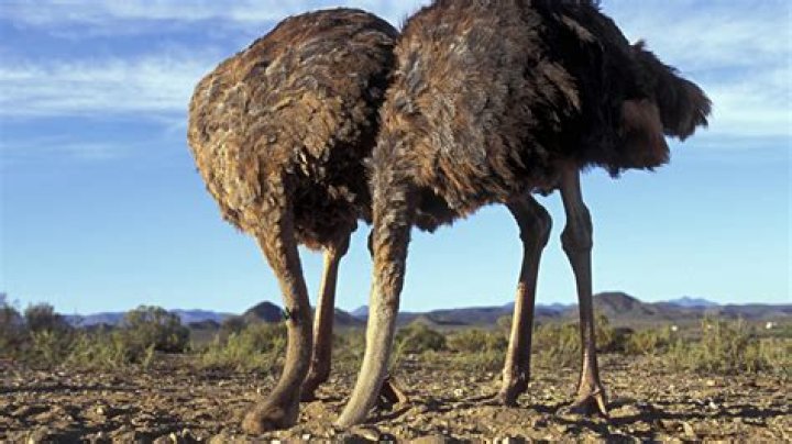Is an ostrich a thing in golf?