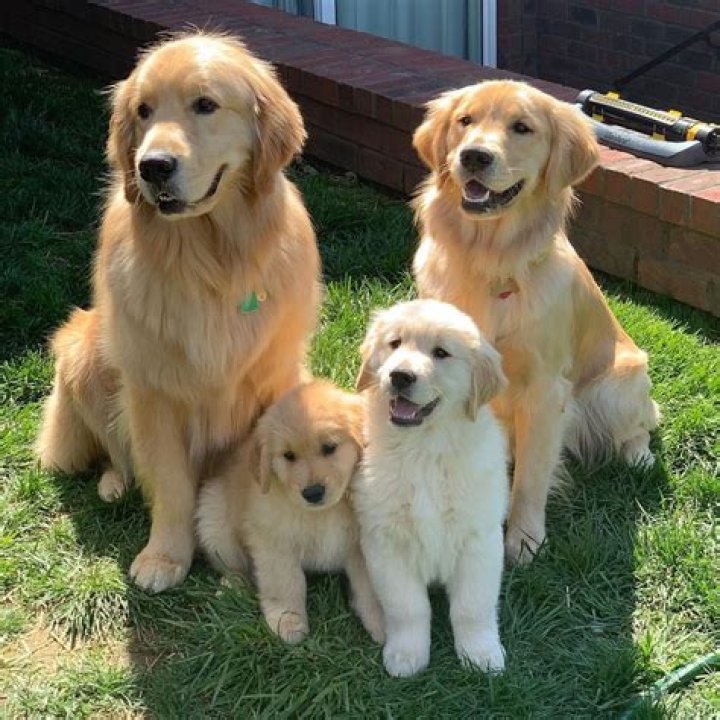 Is banana good for golden retrievers?