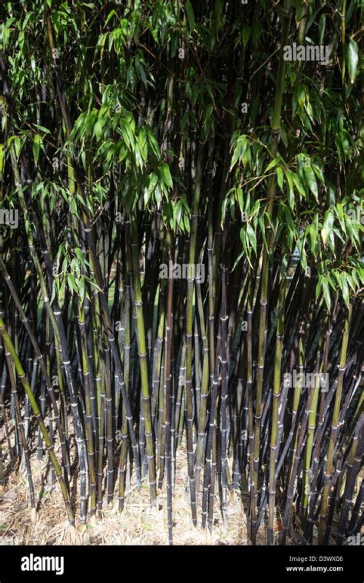 Is black stemmed bamboo invasive?