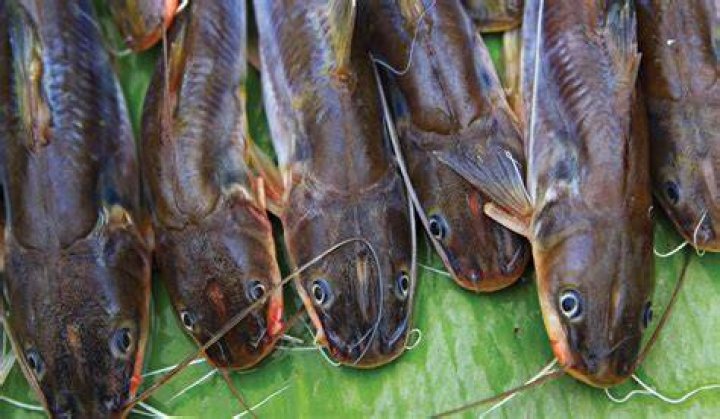 Is Catfish good for you?