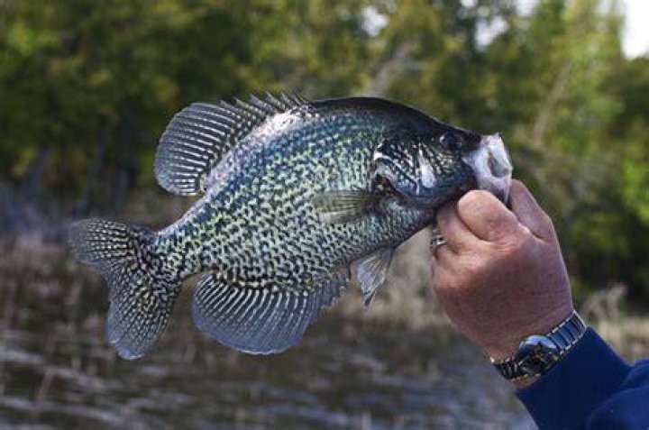 Is crappie a panfish?