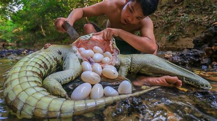 Is crocodile egg edible?
