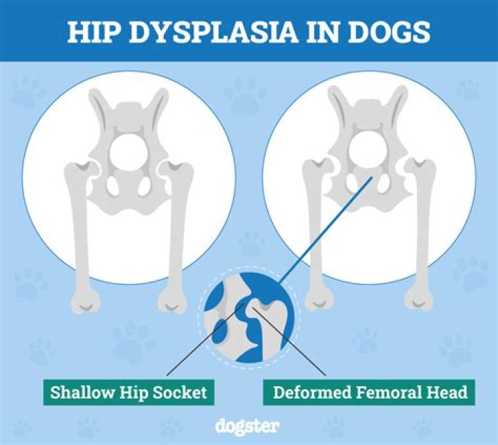 Is hip dysplasia painful for a dog?