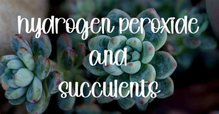 Is hydrogen peroxide safe for succulents?