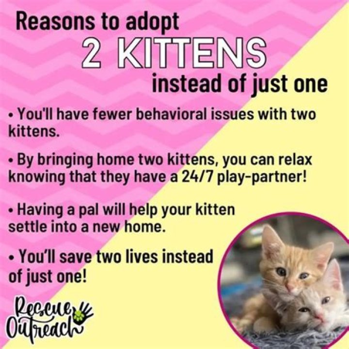 Is it better to have 2 cats?