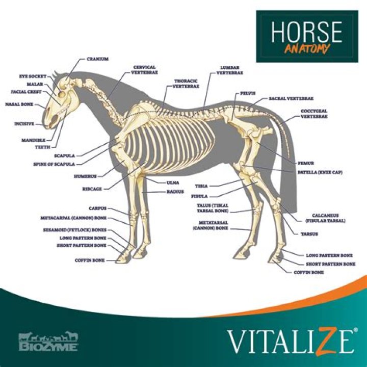 Is it horse's or horses?