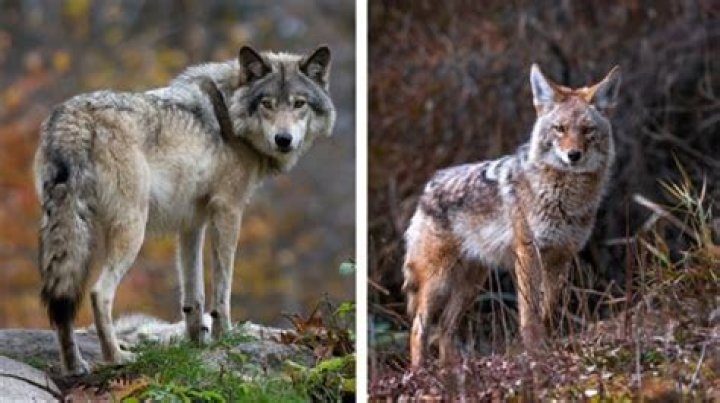 Is it normal to see a coyote in the daytime?
