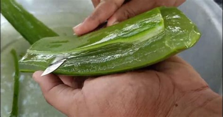 Is it OK to boil aloe vera?