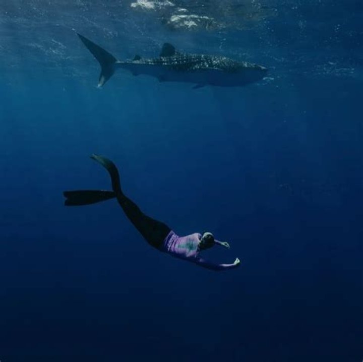 Is it scary to swim with whale sharks?
