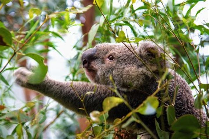 Is koala meat edible?