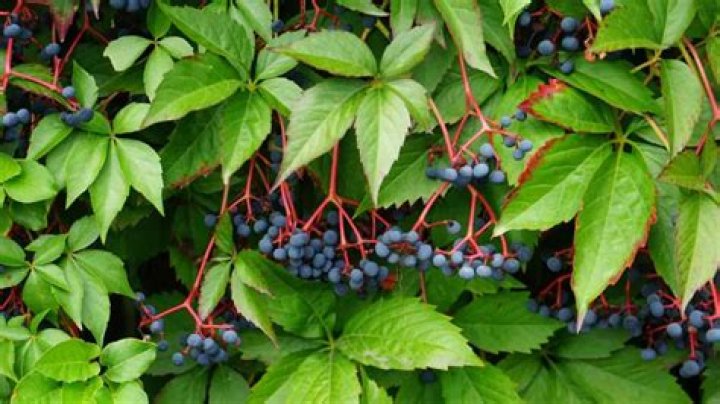 Is kudzu the same as Virginia creeper?