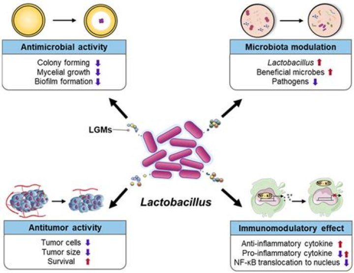 Is Lactobacillus plantarum pathogenic?