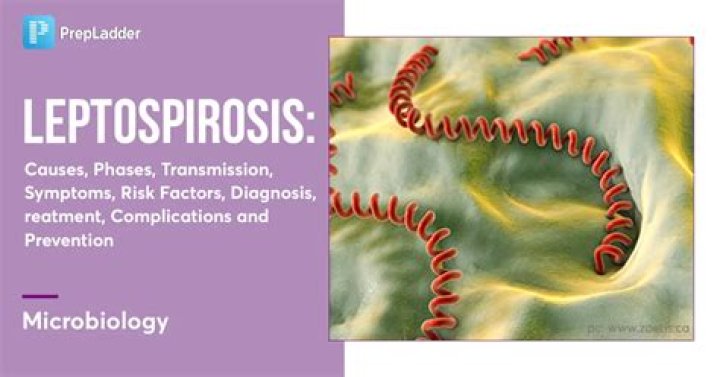 Is leptospirosis a seasonal disease?