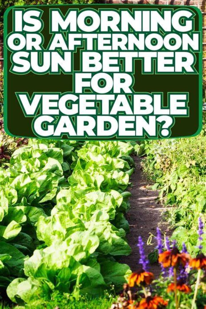 Is morning or afternoon sun better for vegetable garden?
