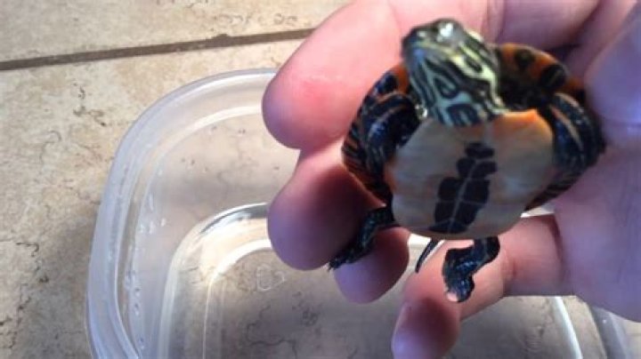 Is my turtle dead or hibernating?