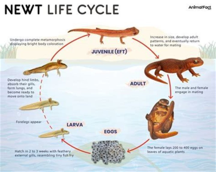 Is Newt related to Luna?