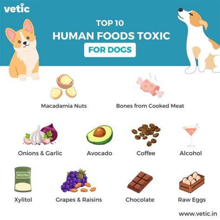Is potassium nitrate harmful to dogs?