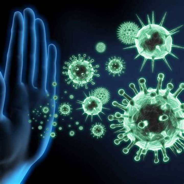 Is rat respiratory infection contagious to humans?