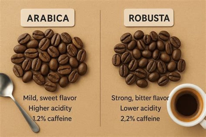 Is Starbucks coffee Robusta or Arabica?