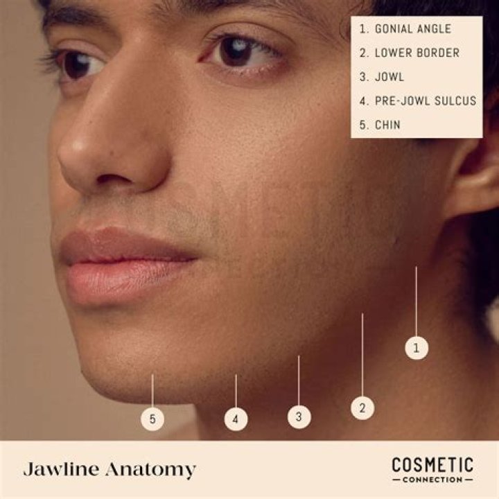 Is the jawline a muscle or bone?