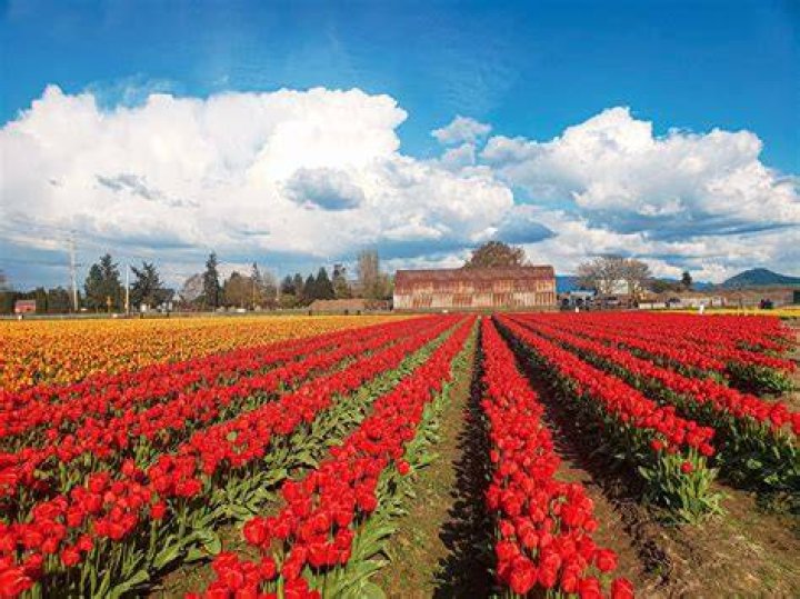 Is the tulip being built?
